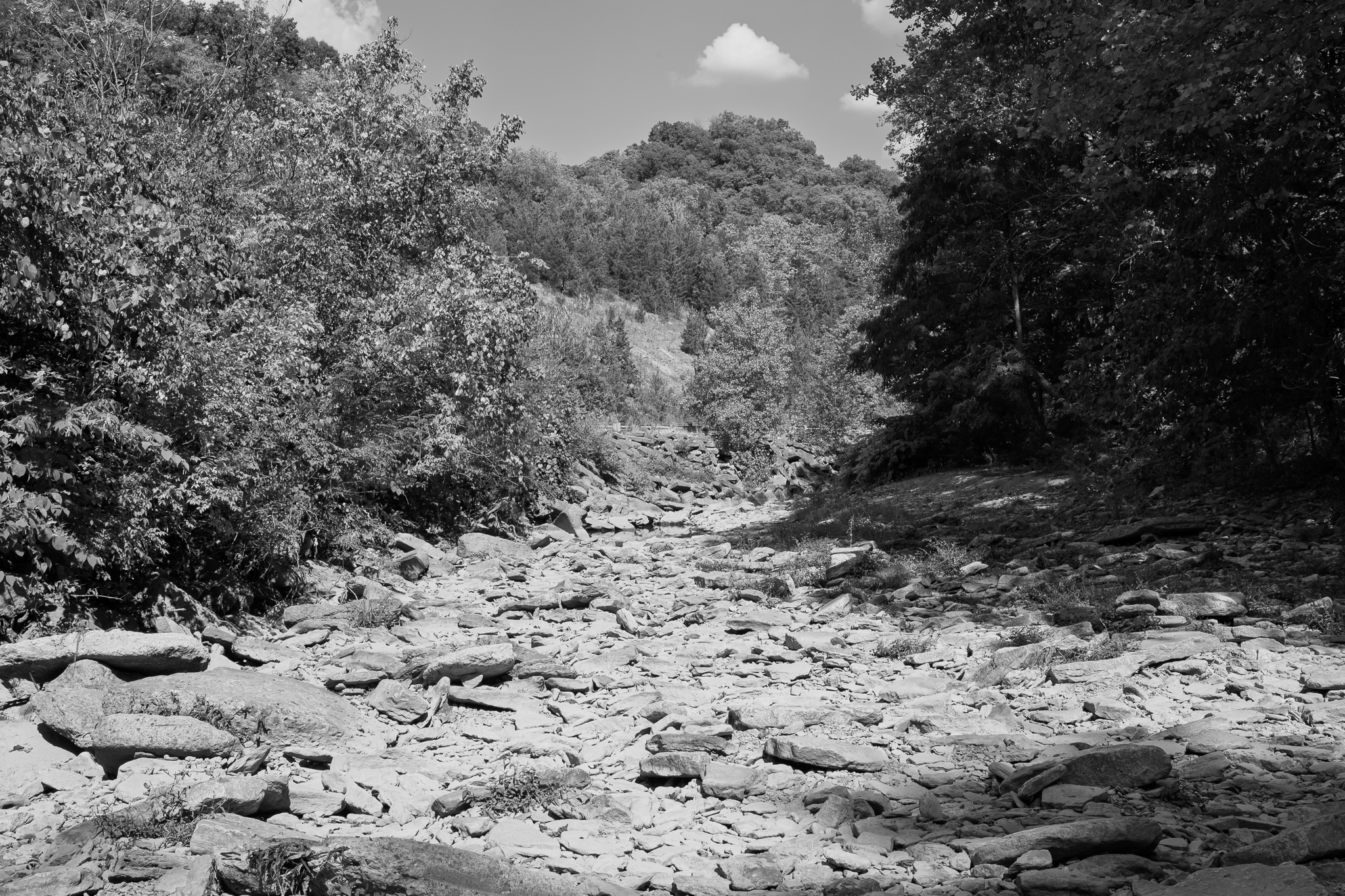 Bender Mountain Nature Preserve I