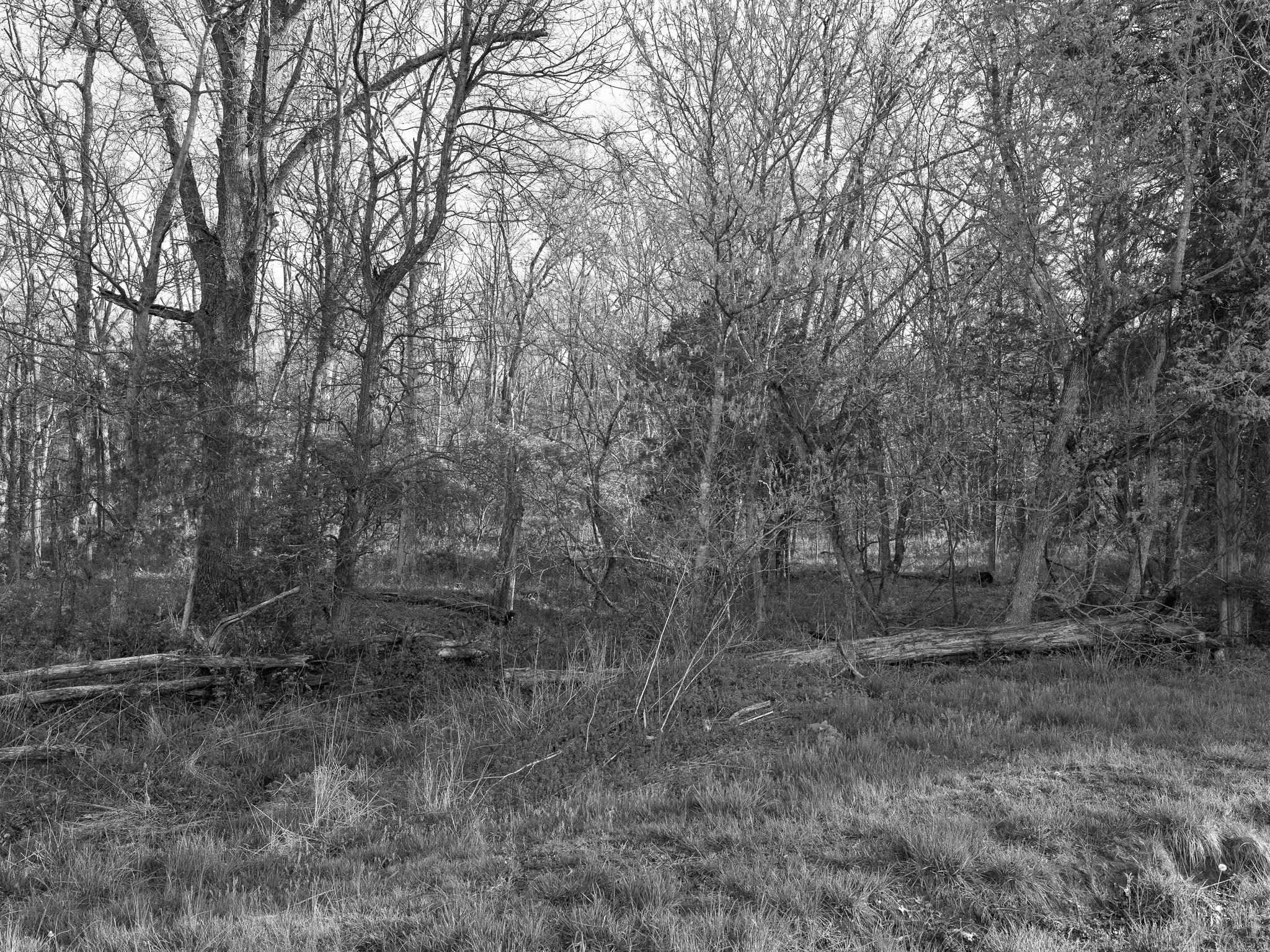 Big Bone Lick State Historic Site II