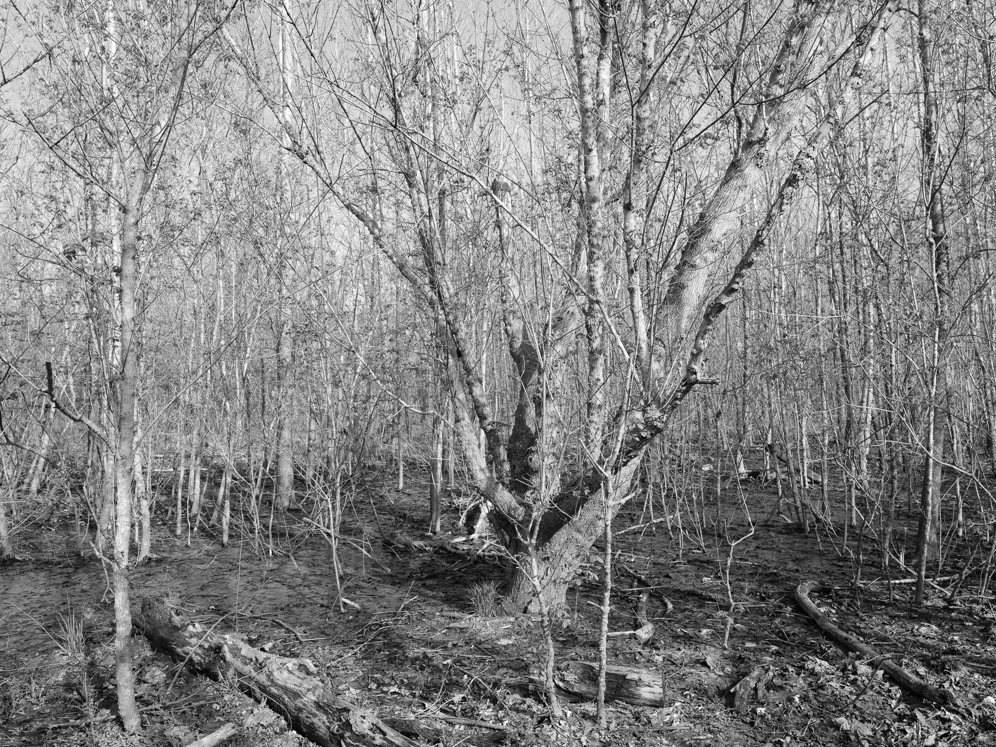 Big Bone Lick State Historic Site VIII