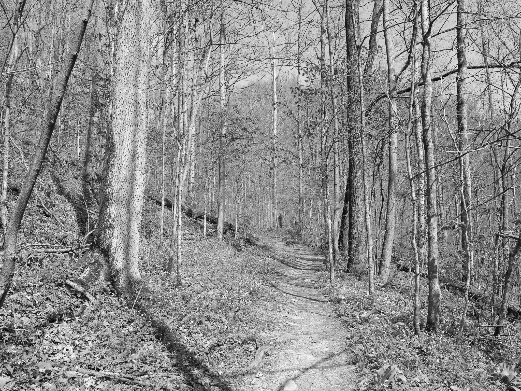 Clifty Falls State Park X