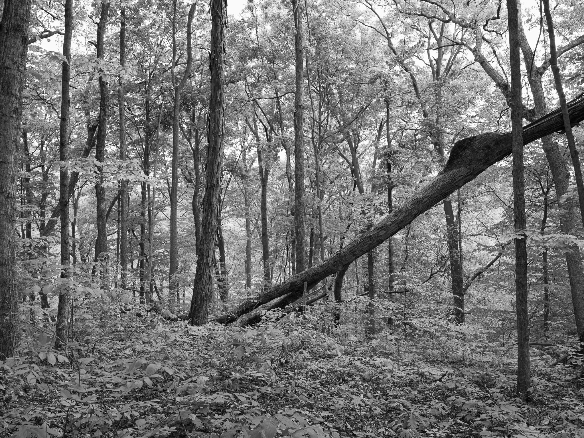 Edge of Appalachia Preserve II