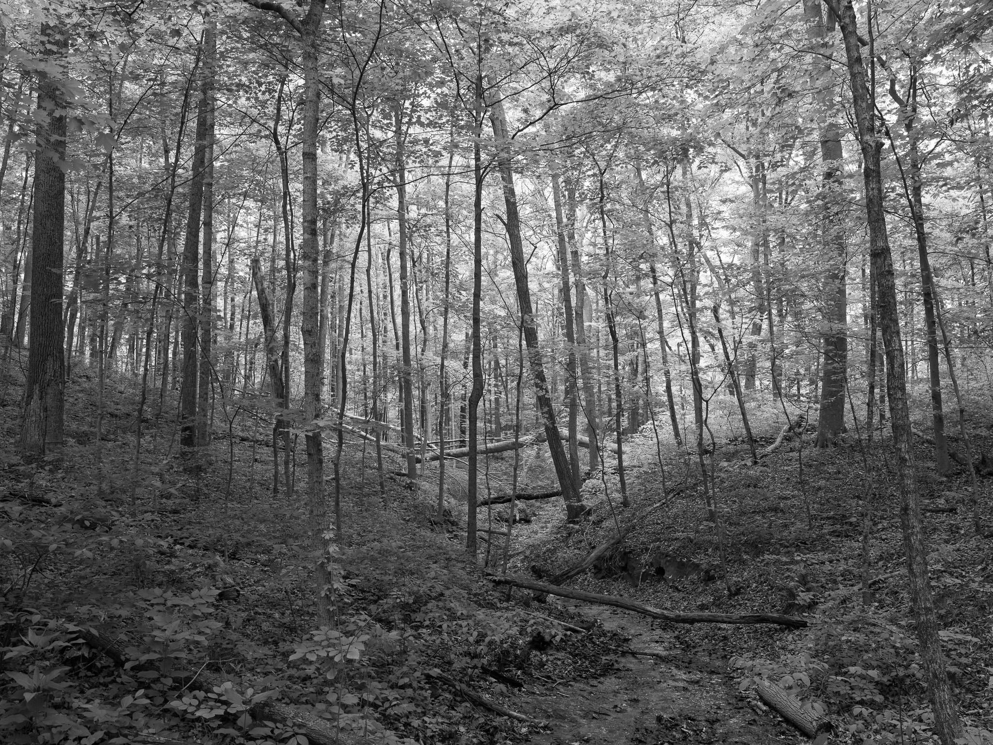 Edge of Appalachia Preserve III