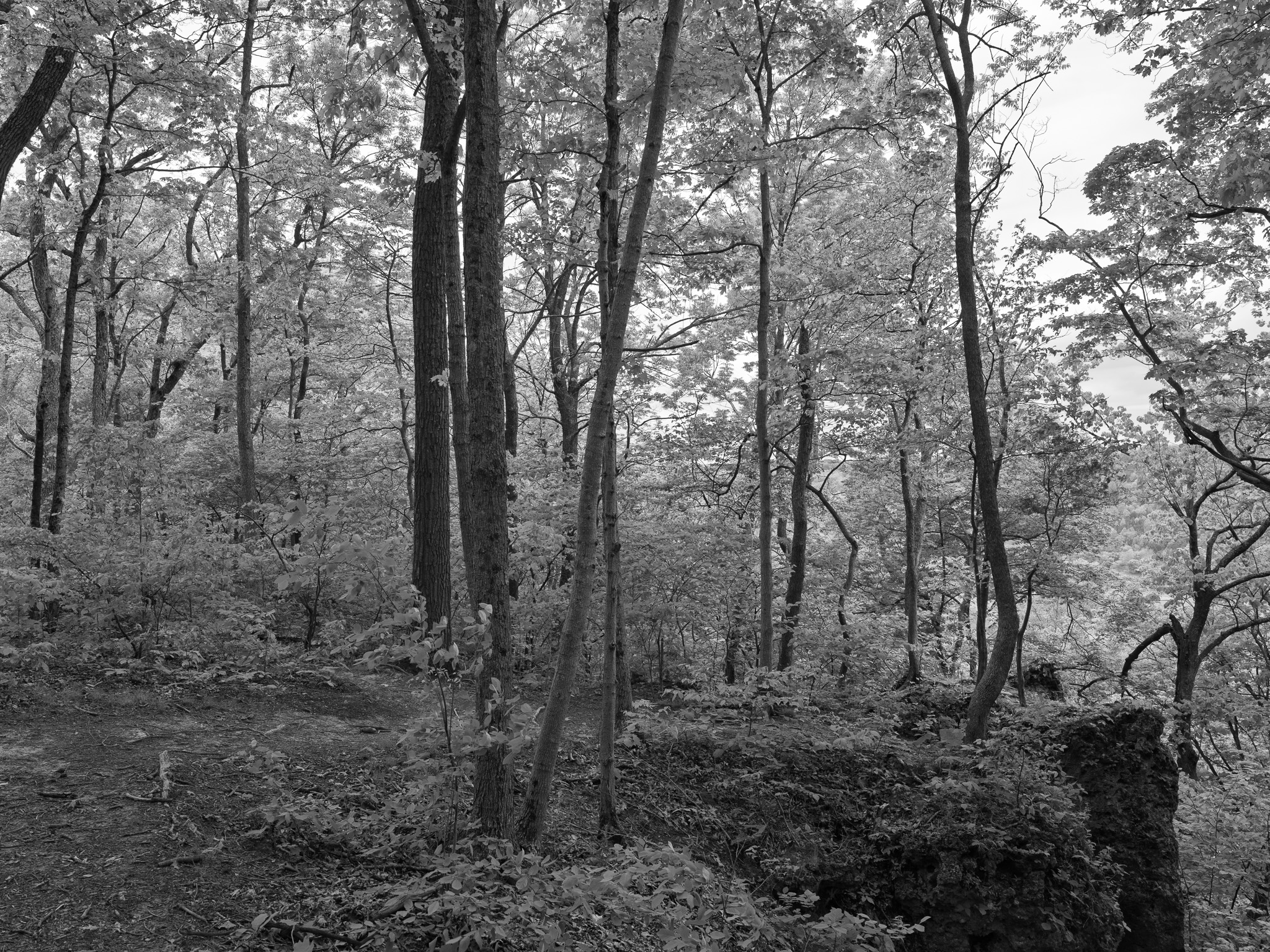 Edge of Appalachia Preserve VI