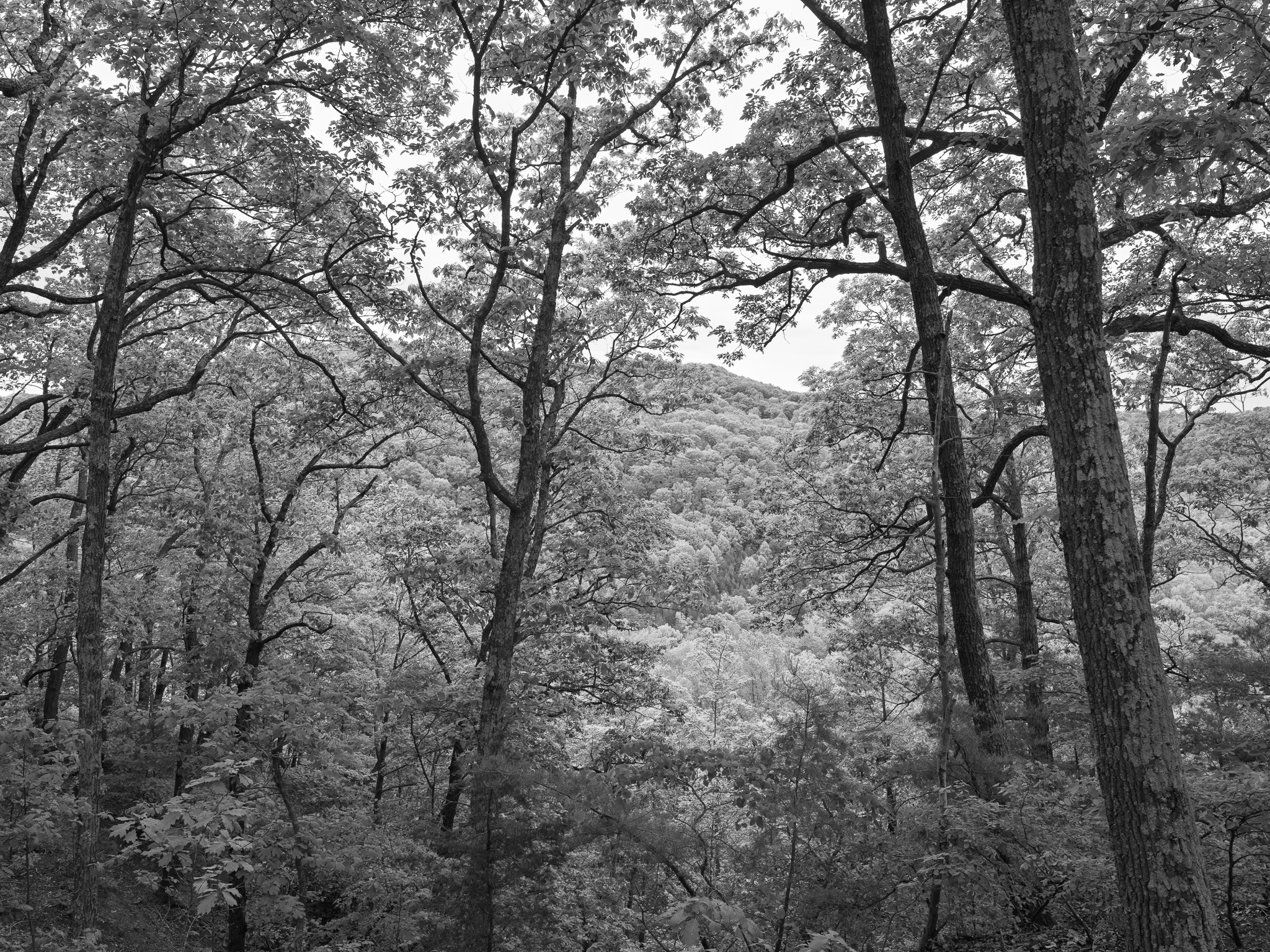 Edge of Appalachia Preserve VIII