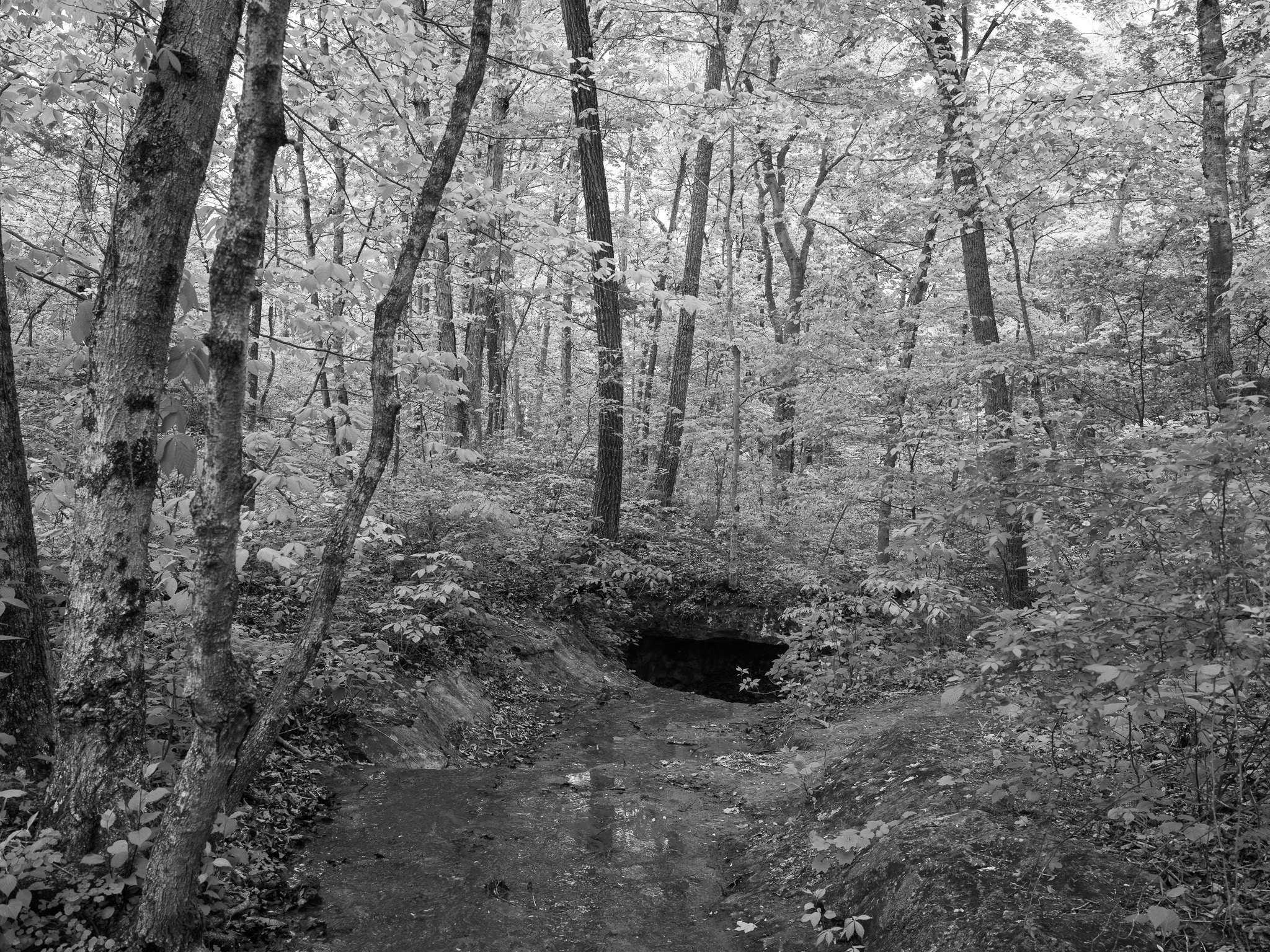 Edge of Appalachia Preserve XV