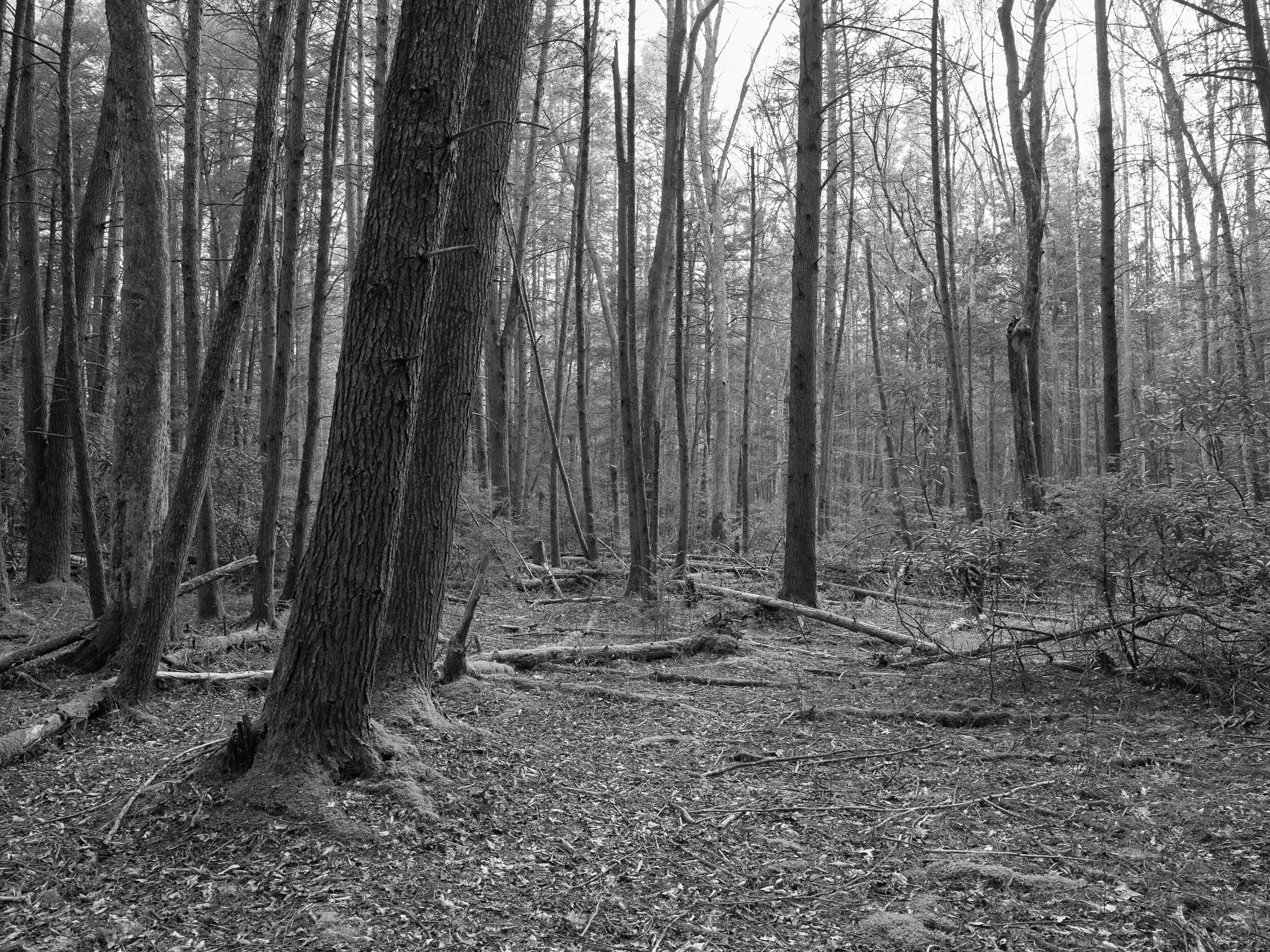 New River Gorge National Park and Preserve V