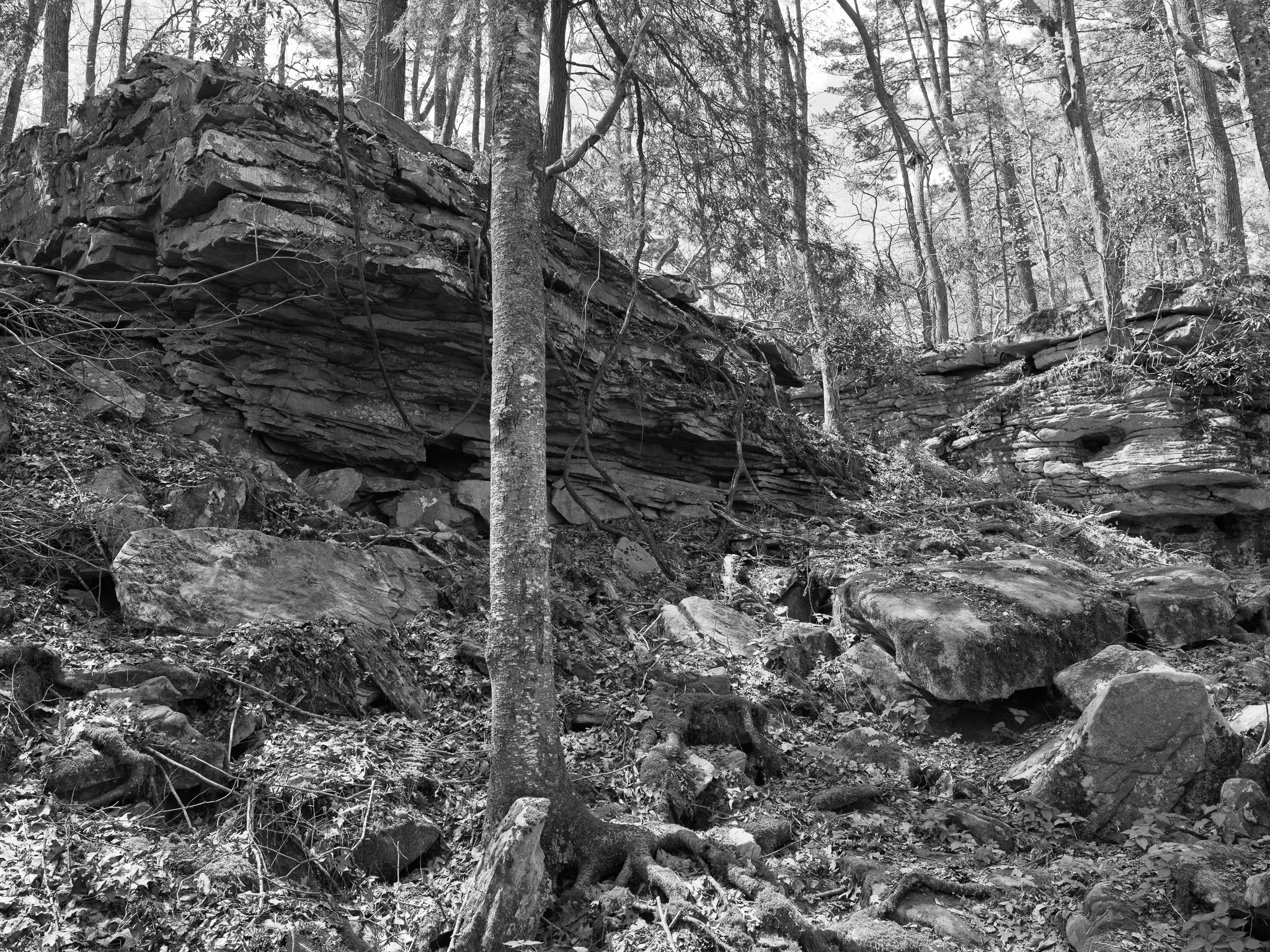 New River Gorge National Park and Preserve VIII