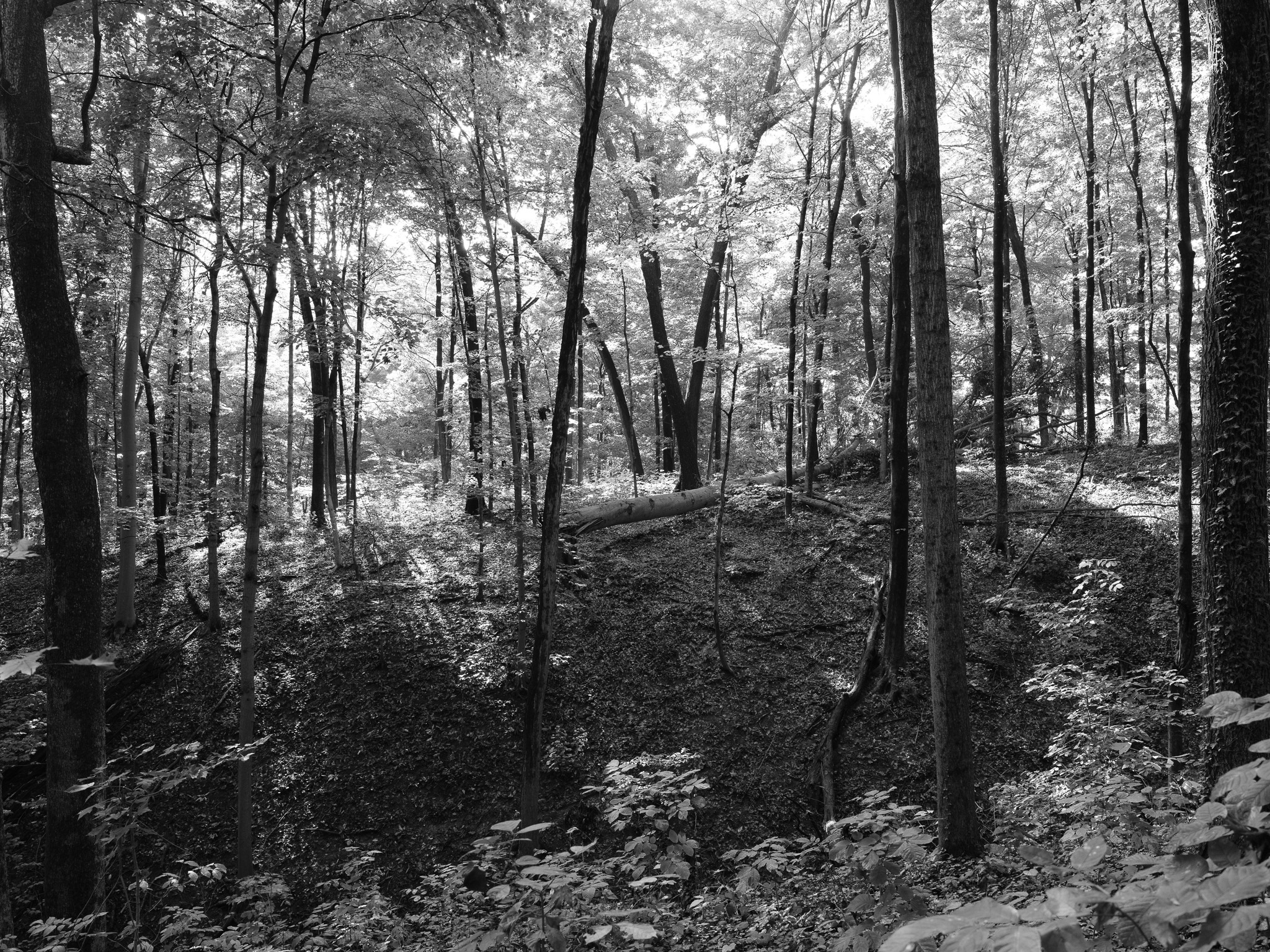 Parker Woods I