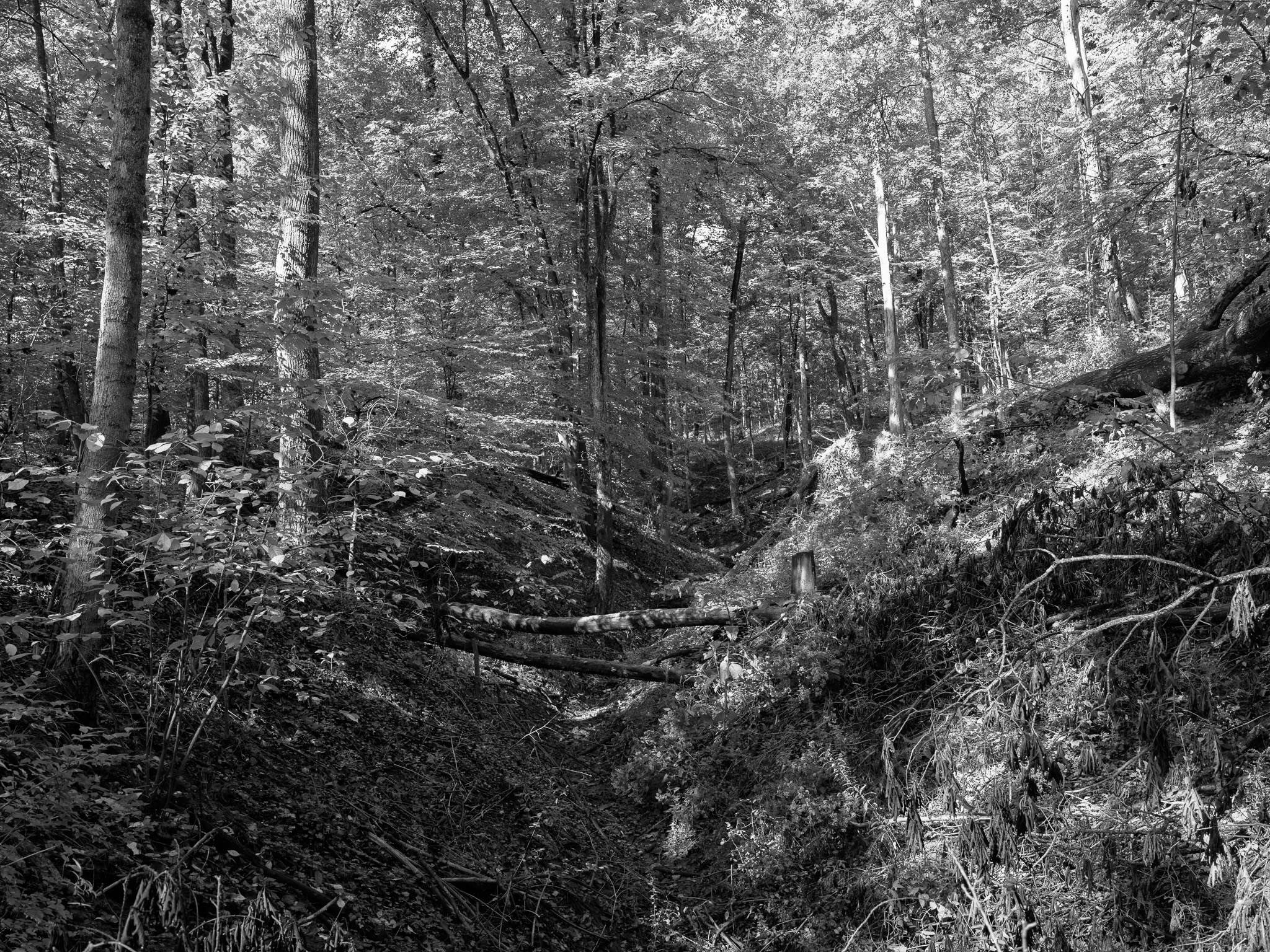 Parker Woods III