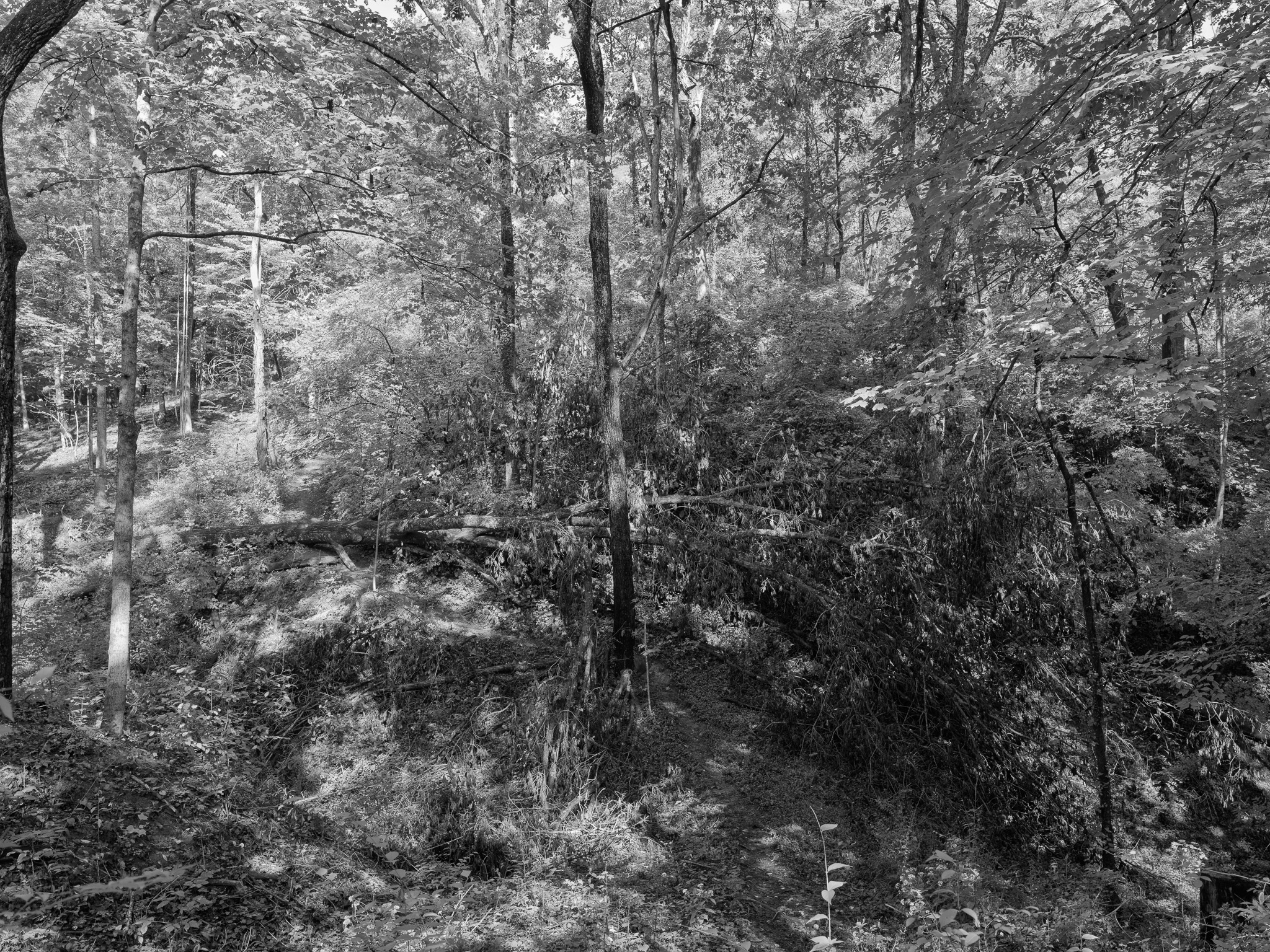 Parker Woods IV