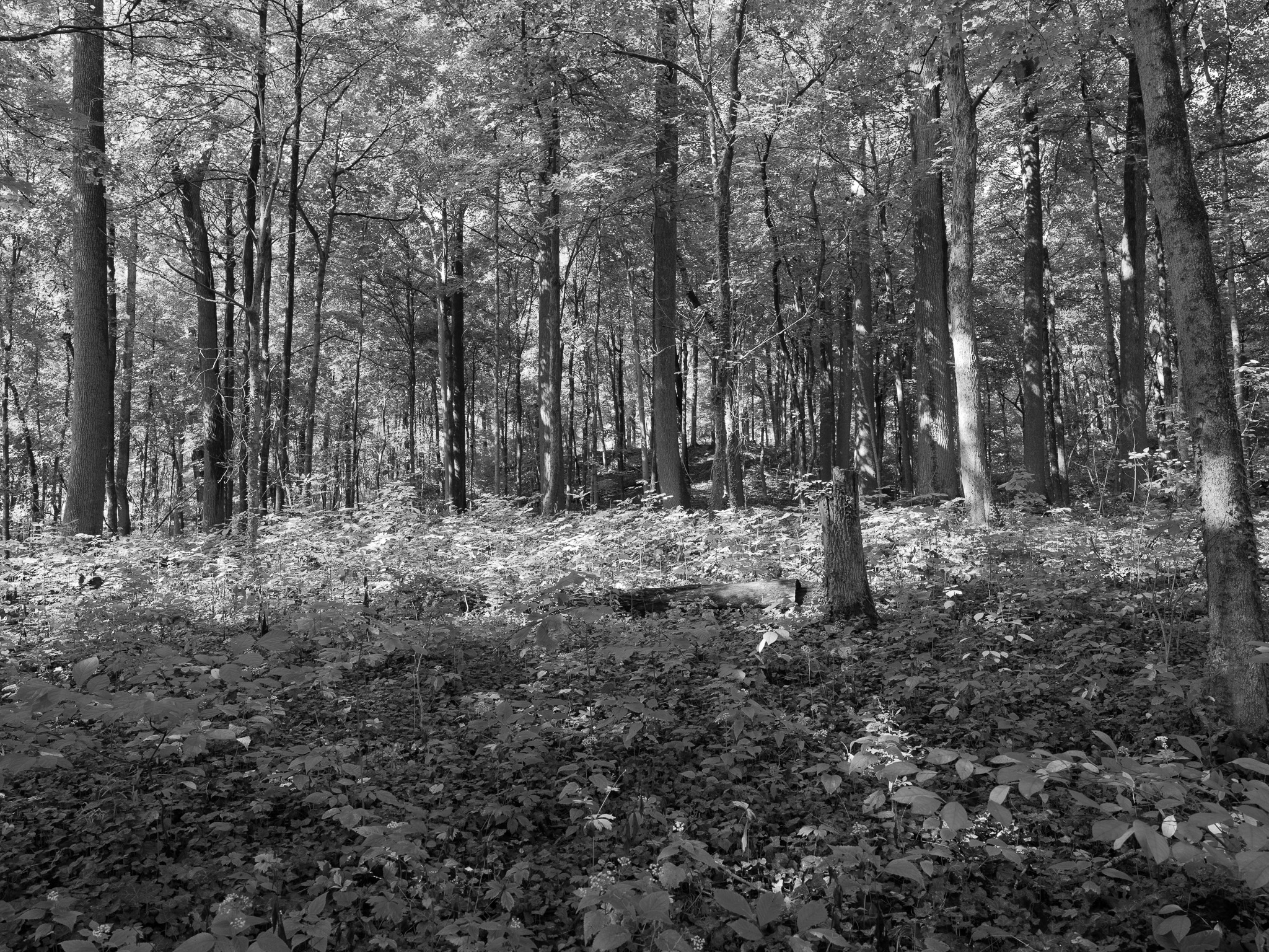 Parker Woods V