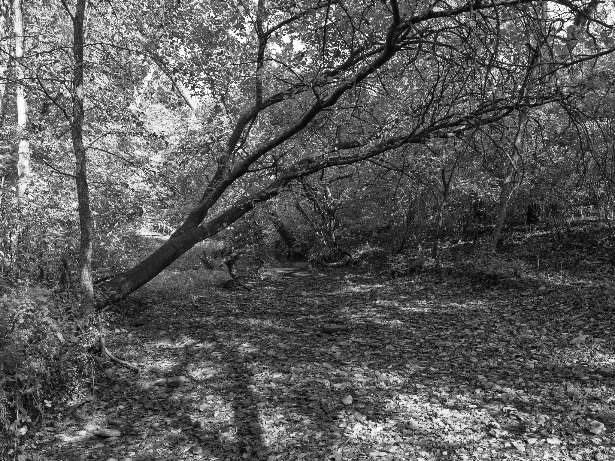 Parker Woods VI