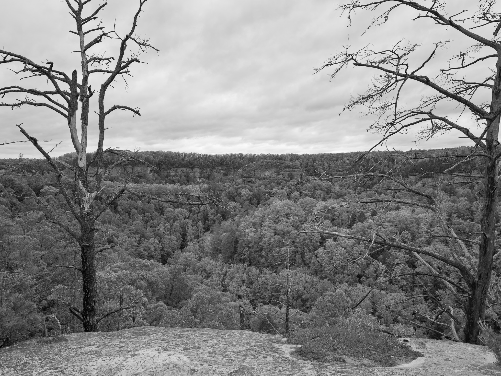 Red River Gorge Geological Area III