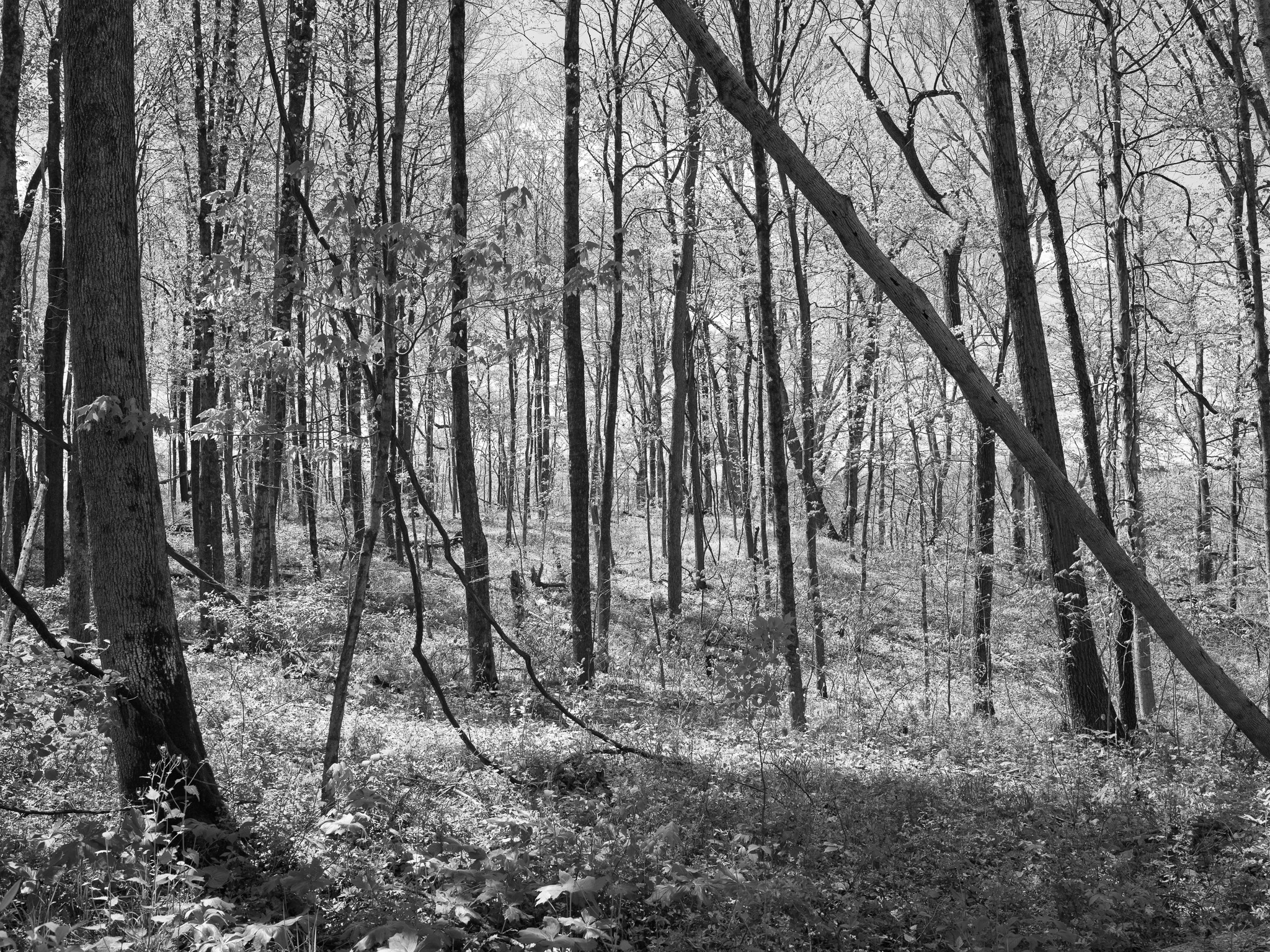 Rocky Fork State Park IV