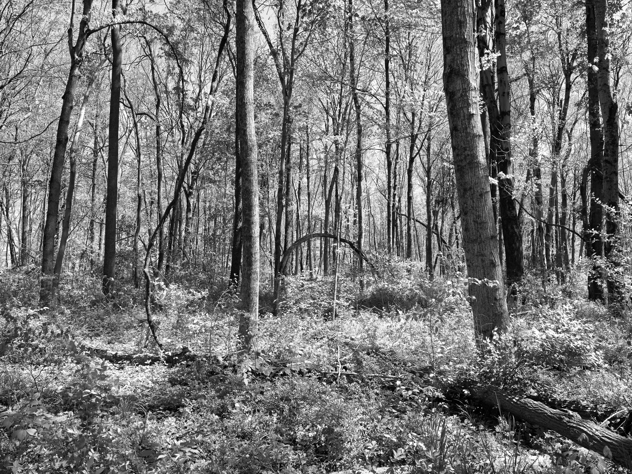 Rocky Fork State Park V