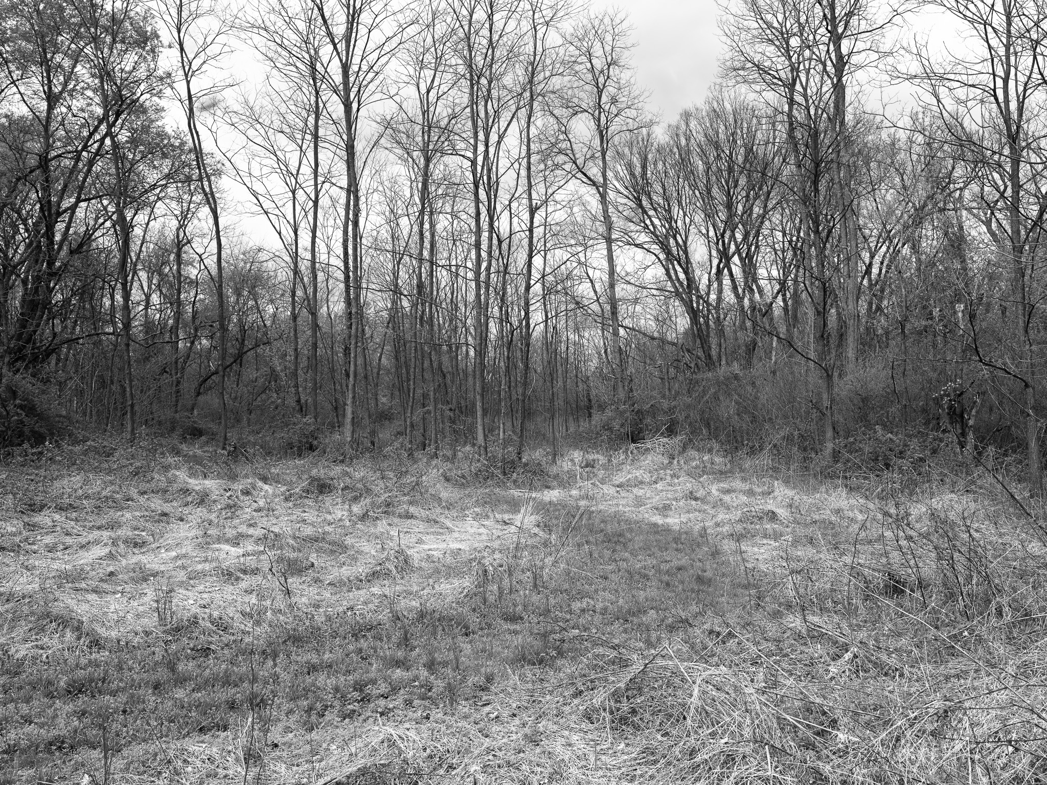 Shawnee Lookout II