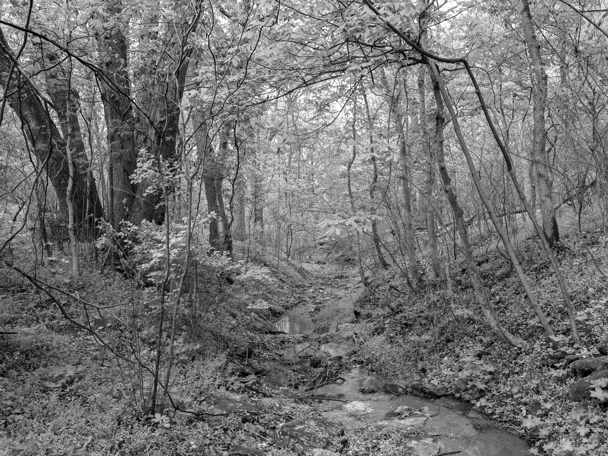 Shawnee Lookout III