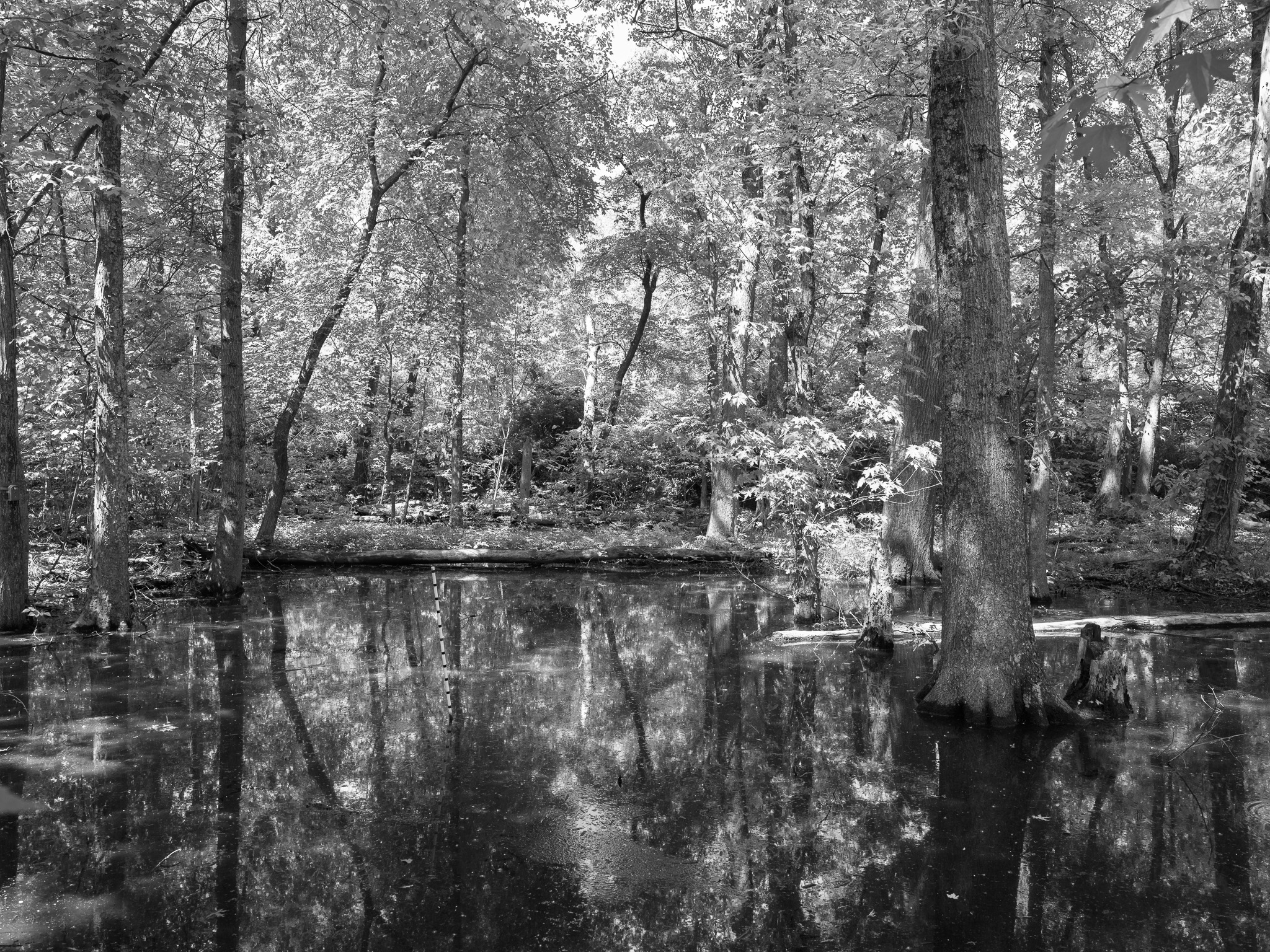 St. Anne's Woods and Wetlands I