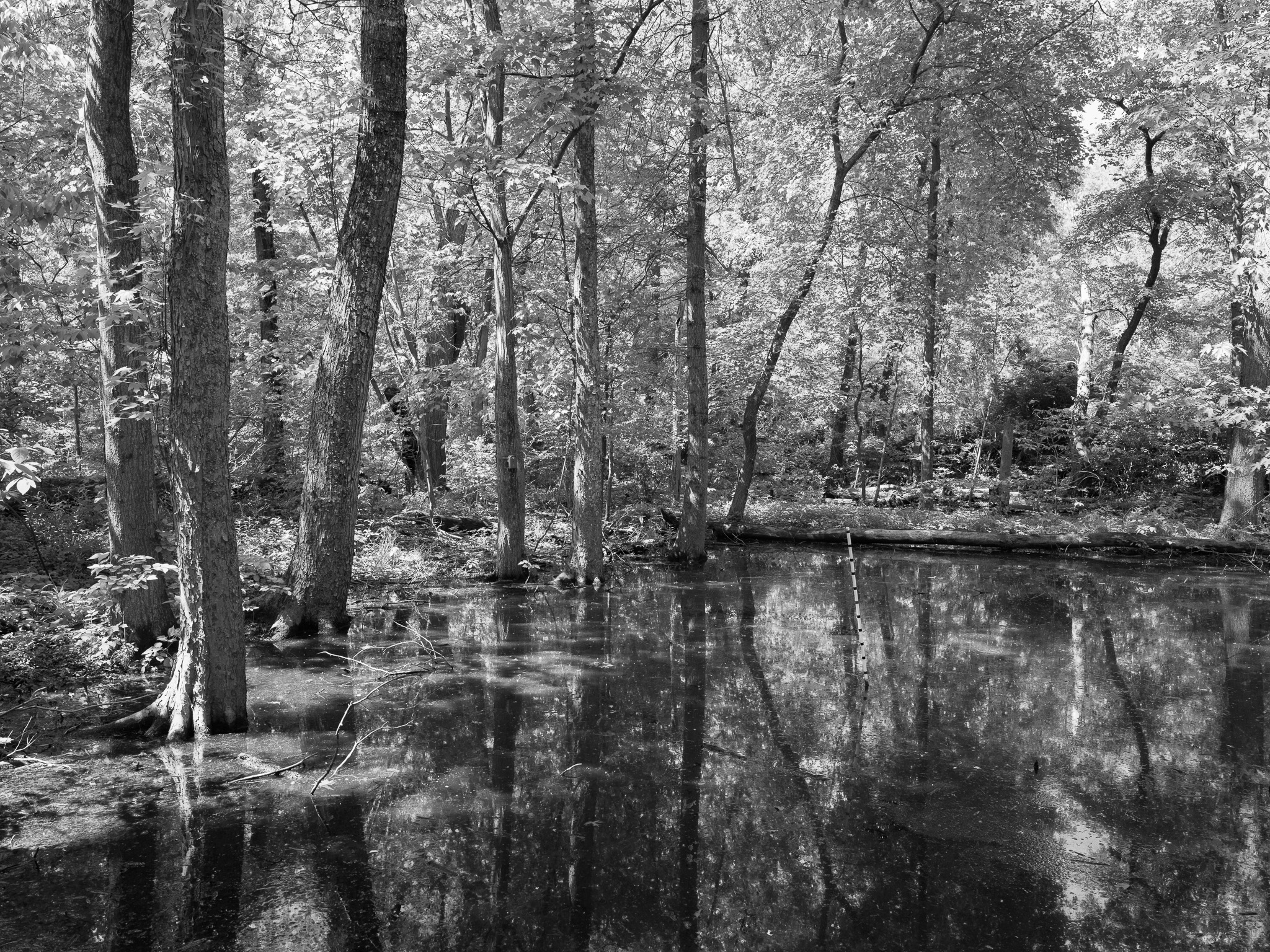 St. Anne's Woods and Wetlands II