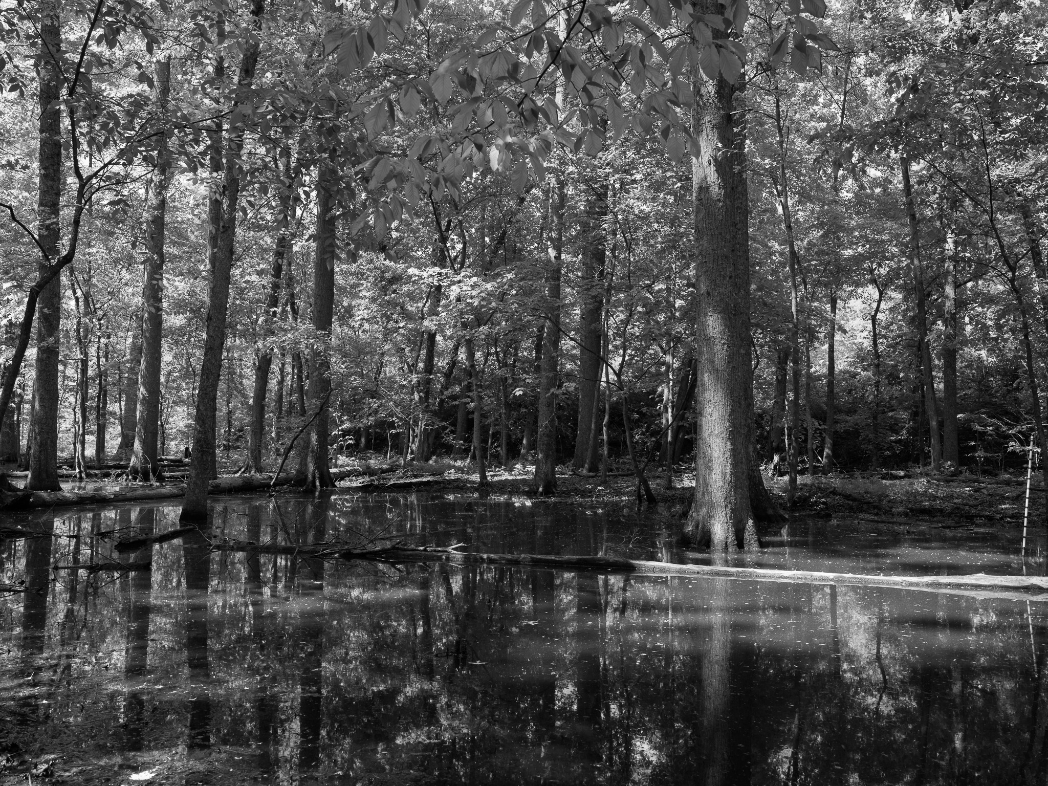 St. Anne's Woods and Wetlands IV