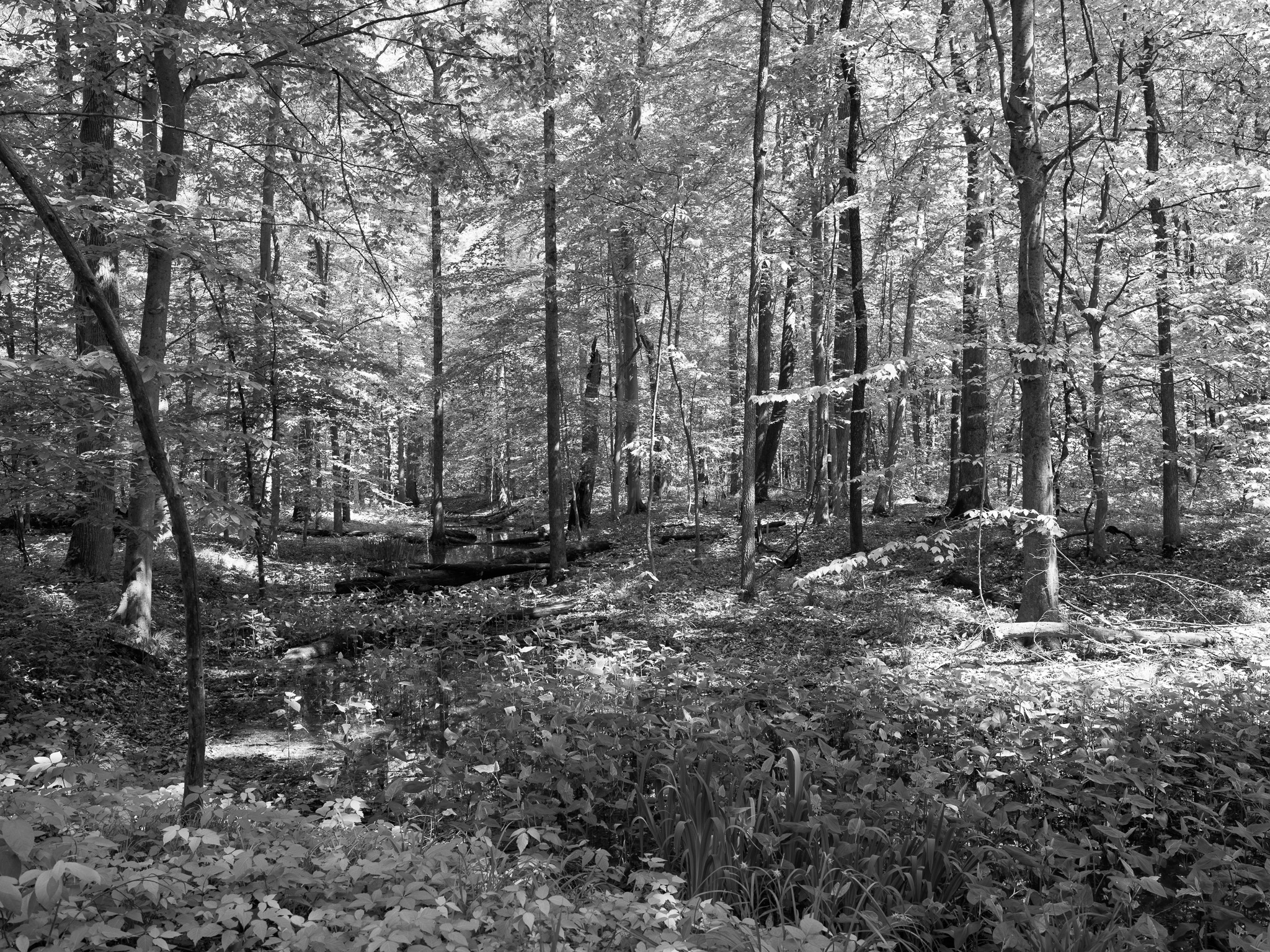 St. Anne's Woods and Wetlands VII