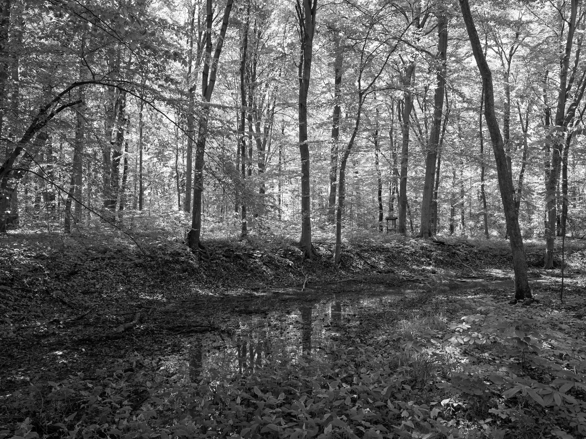 St. Anne's Woods and Wetlands VIII