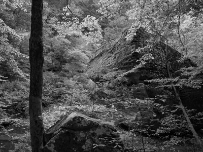 Bell Smith Springs Recreation Area 6