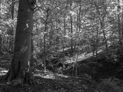 Caldwell Nature Preserve 1