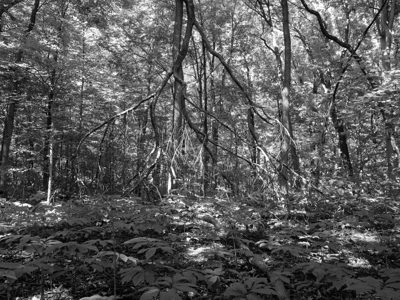 Caldwell Nature Preserve 3
