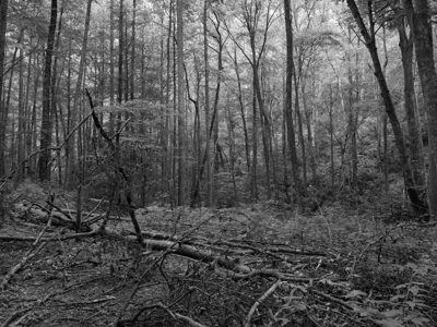 Chattahoochee National Forest 5