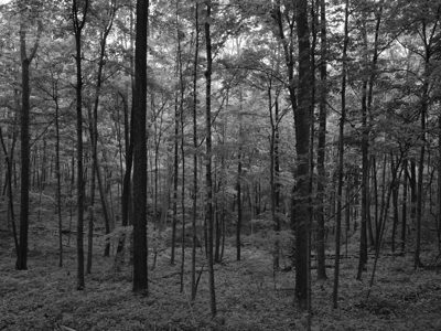 Edge of Appalachia Preserve 7