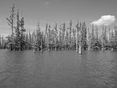 Hovey Lake Fish and Wildlife Area 6