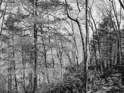 New River Gorge National Park and Preserve 10