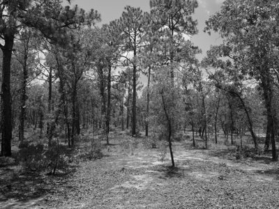 Ohoopee Dunes Wildlife Management Area 1