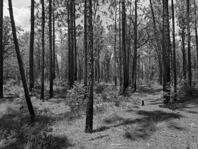 Ohoopee Dunes Wildlife Management Area 2