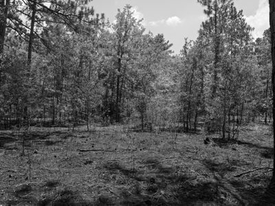 Ohoopee Dunes Wildlife Management Area 4