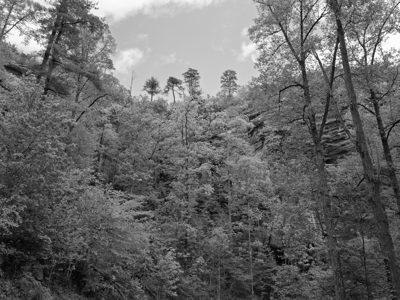 Red River Gorge Geological Area 10