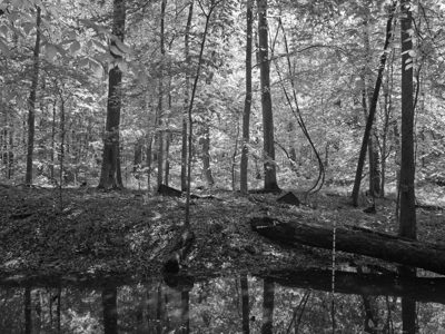 St. Anne's Woods and Wetlands 6